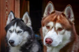 Dog Sledding Seward